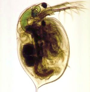 Daphnia Pictures