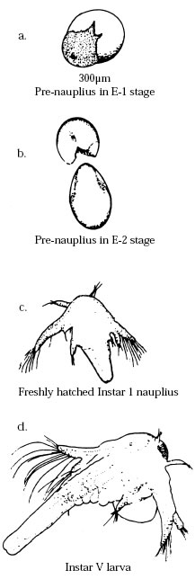 Larval stages of the Brine Shrimp (Artemia salina) A, Nauplius