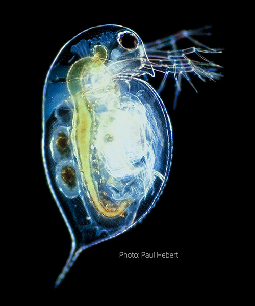 Poto of Daphnia magna
